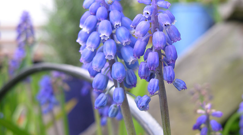 Cottage Hyacinths, © 2020, DJ Price.